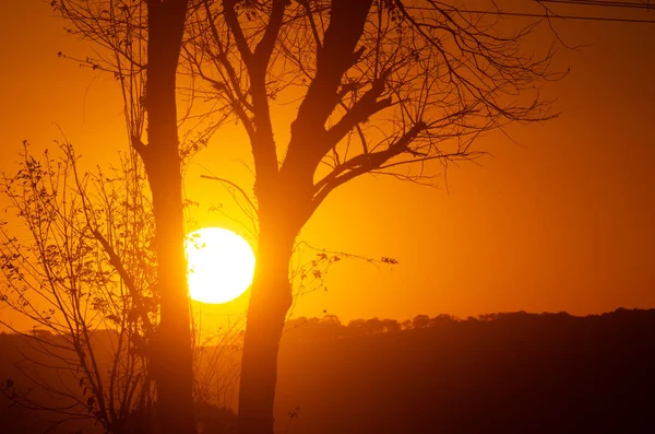 Słońce Rośnie Niektórymi Drzewami — Zdjęcie stockowe