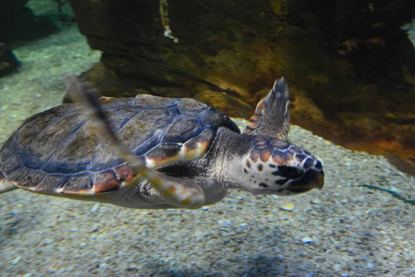 Turtle Swims Sea Water — Stock Photo, Image