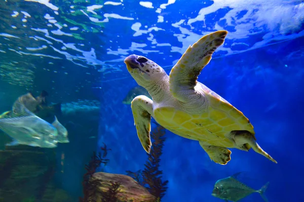 Turtle swims in sea water