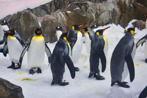 Pingüinos Caminando Sobre Hielo — Foto de Stock