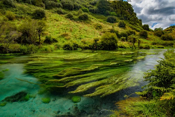 Blaue Quelle Der Fluss Mit Dem Reinsten Wasser Neuseeland Waihou — Stockfoto