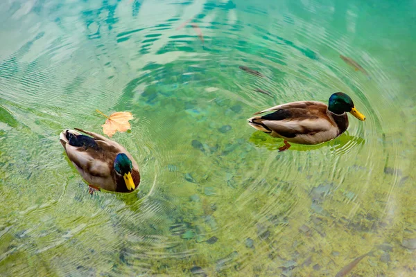 Patos Nadando Água Turquesa — Fotografia de Stock