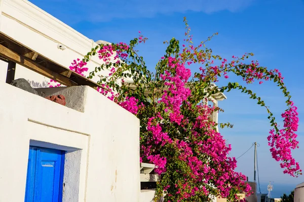 Färgglada Bougainvillea Blommor Med Vita Traditionella Byggnader Oia Santorini Grekland — Stockfoto
