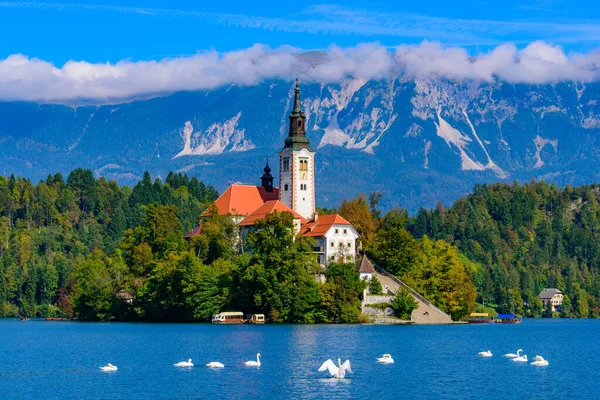 Île Bled Sur Lac Bled Une Destination Touristique Populaire Slovénie — Photo