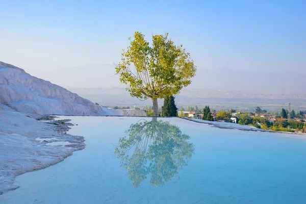 Tree Reflection Pool Pamukkale Cotton Castle Denizli Turkey — Stockfoto