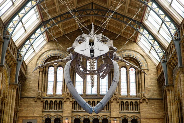 Das Innere Des Natural History Museum Mit Walskelett London Vereinigtes — Stockfoto