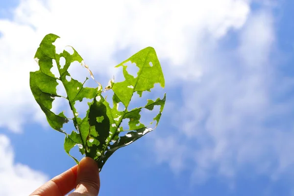 leaf heart on hand with sky background, love green world.