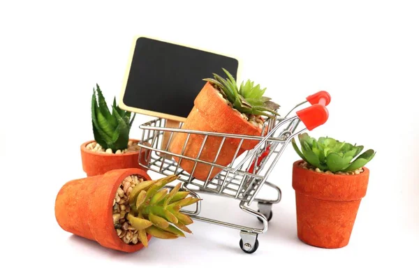 Wirtschaft Geschäft Über Natur Und Kakteen Einkaufswagen Supermarkt Auf Weißem — Stockfoto