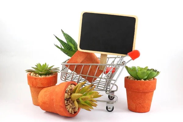 Ekonomi Business Natur Och Kaktus Shopping Cart Stormarknad Vit Bakgrund — Stockfoto