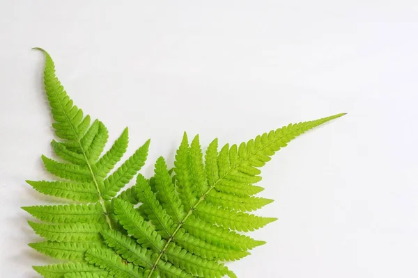 fern on white background , green leaf and nature isolated