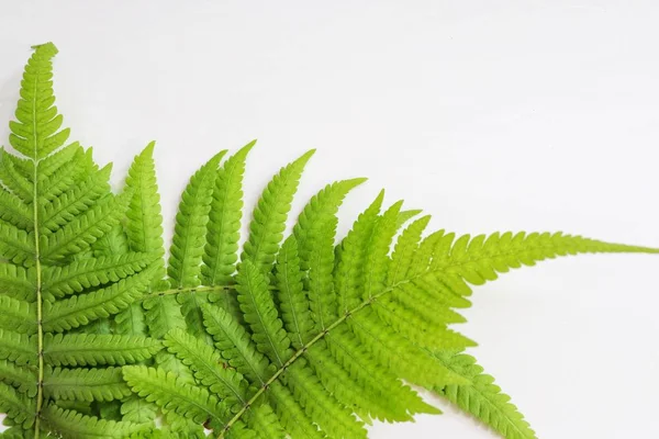 Helecho Sobre Fondo Blanco Hoja Verde Naturaleza Aislada —  Fotos de Stock