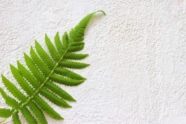 Beyaz Arka Plan Yeşil Yaprak Izole Doğa Eğreltiotu — Stok fotoğraf