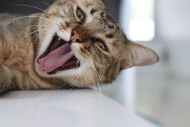 uykulu kedi ve sabah esneme