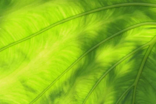 Hoja Verde Textura Fondo Con Soleado —  Fotos de Stock