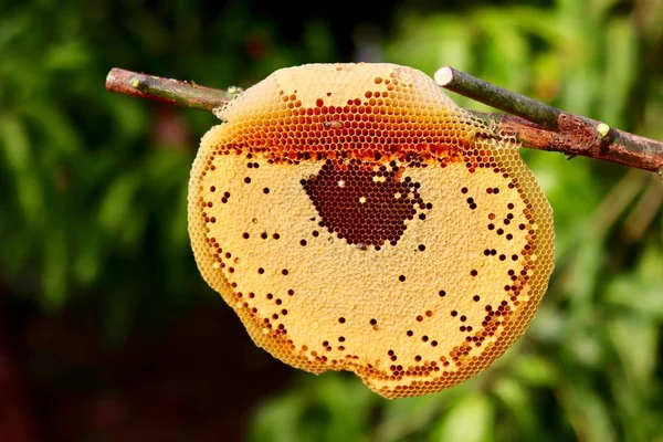 Bienenkorb Auf Stock Des Baumes Mit Grünem Hintergrund — Stockfoto