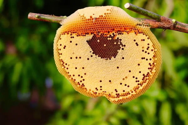緑の自然の背景を持つ木の棒に蜂のむし — ストック写真