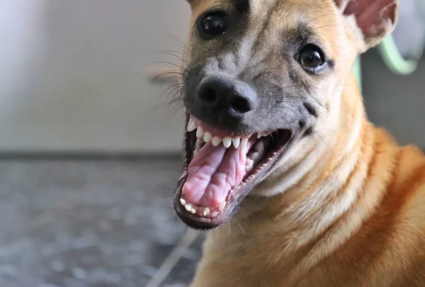 Çirkin Kahverengi Köpek Gülüşü Bulanık Arka Planlı Sırıtışı — Stok fotoğraf
