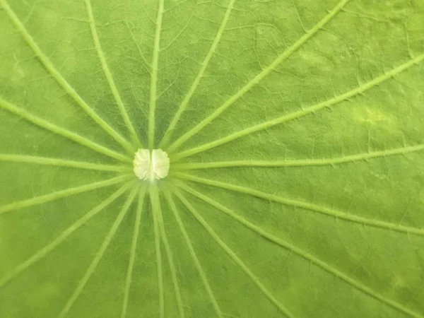 Cerrar Textura Loto Hoja Verde Con Luz Díacerrar Textura Loto —  Fotos de Stock