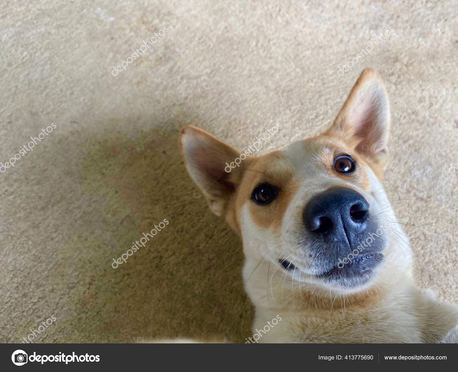 Dog selfie cheap camera