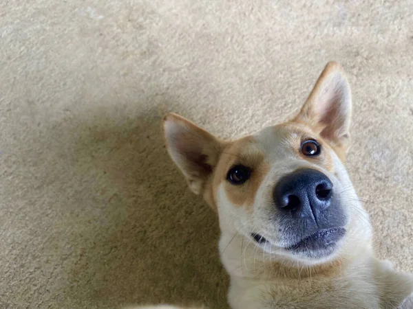 Собака Посміхається Знімається Селфі Камерою — стокове фото