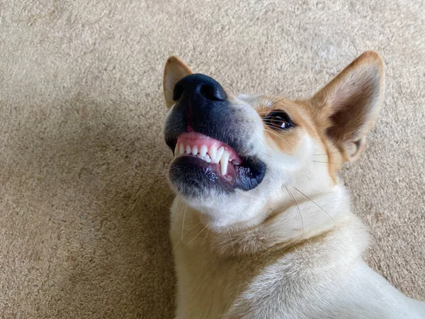 犬の笑顔とスナップショットをカメラで撮影し — ストック写真