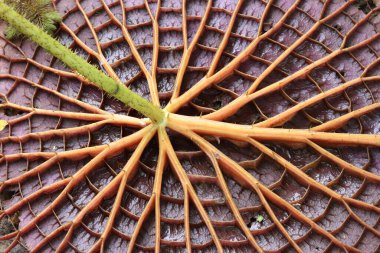 Nilüfer ya da nilüfer yaprağının arka yapraklarını kapat 
