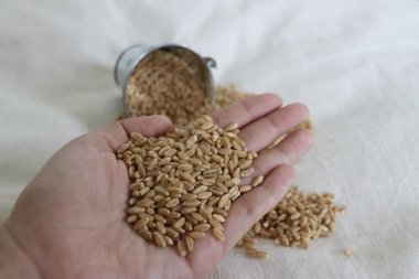 Beyaz arkaplanda çok sayıda buğday otu