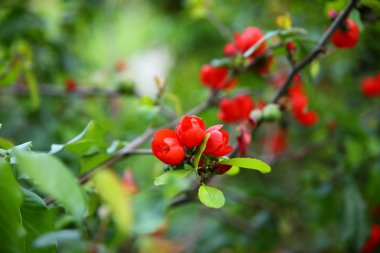 Parkta bahar çiçekleri