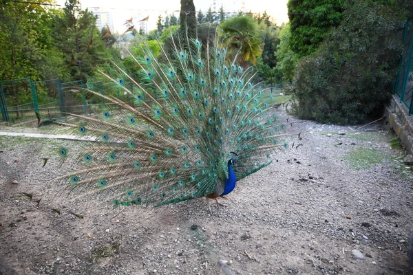 Páva Park Arborétum Rendelkezik Egy Bozontos Farok — Stock Fotó