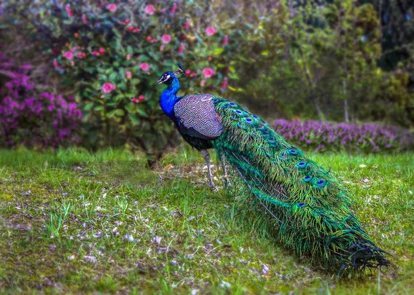 Peacock Musim Semi Park — Stok Foto