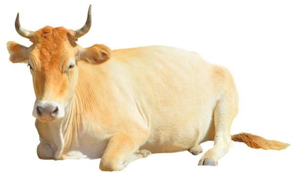 Een Statige Beige Gehoornde Stier Ligt Een Witte Achtergrond Geïsoleerd — Stockfoto