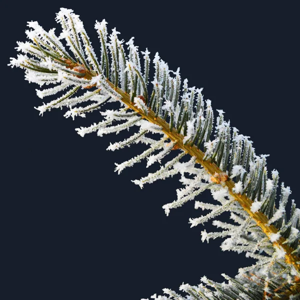 Spruce Branch Covered Snow Macro Shot Snowflakes Stuck Each Needle — Stock Photo, Image