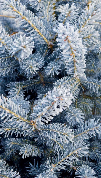 Modèle Brindilles Aiguilles Épinette Bleue Congelée — Photo