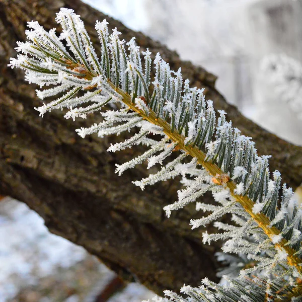 Ramo Abeto Coberto Neve Macro Shot Flocos Neve Colados Cada — Fotografia de Stock