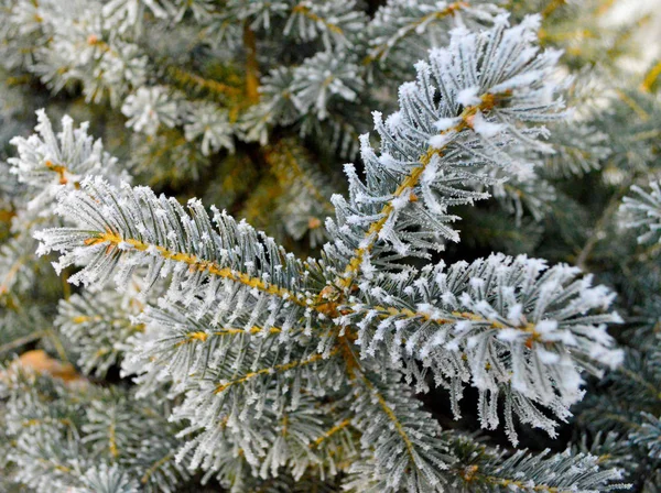 モミの枝は雪 マクロ撮影で覆われています 各針に付いた雪 — ストック写真
