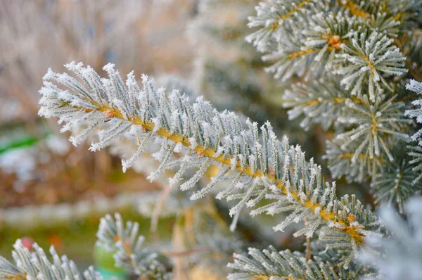 In winter, the snowflakes clung beautifully to the Christmas tree branches. Good New Year spirit. Christmas spirit.