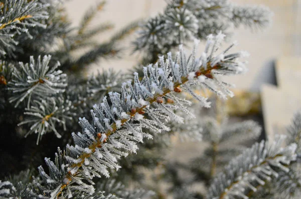 Branches Sapin Couvertes Neige Plan Macro Flocons Neige Collés Chaque — Photo