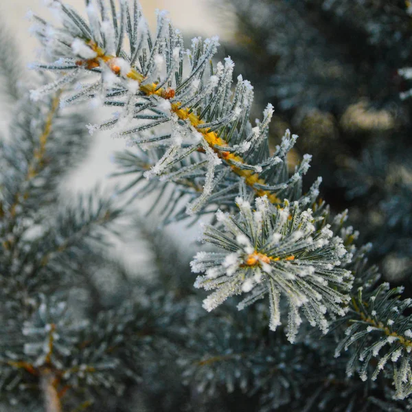 Inverno Flocos Neve Agarraram Lindamente Aos Galhos Árvore Natal Bom — Fotografia de Stock