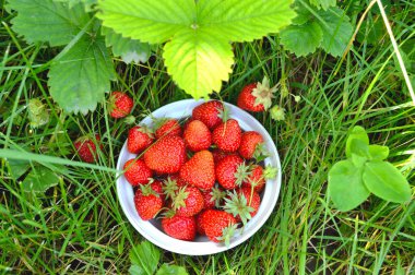 Bir avuç lezzetli ev yapımı çilek