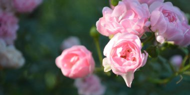 Düğünler, anneler günü ya da 8 Mart için küçük narin pembe gül
