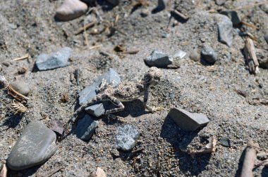 Kazakistan bozkır fauna arasında kum kertenkele