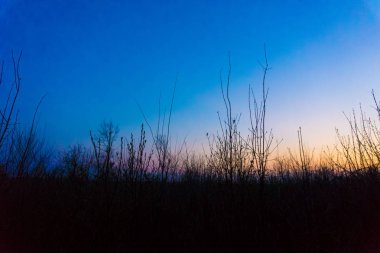 Alacakaranlıkta, renkli gün batımında çıplak çalılar