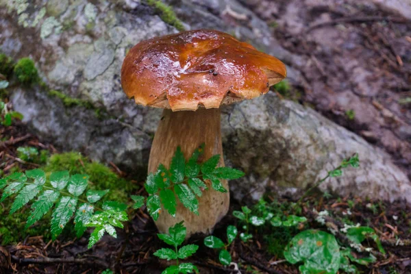 Großer Weißer Pilz Wald — Stockfoto