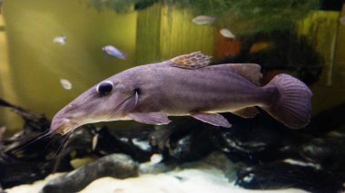 güzel ve sıradışı zürafa yayın balığı