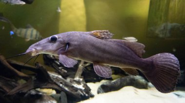 güzel ve sıradışı zürafa yayın balığı