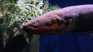 yılan balığı veya Moray yılan balığı gibi garip balık