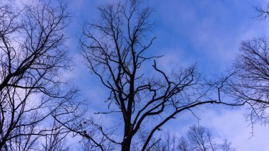 Mavi gökyüzü ağaçlarının Silhouettes