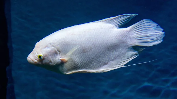 青い海に大きな白い魚 — ストック写真