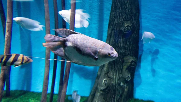 Незвичайна Тропічна Риба Акваріумі — стокове фото