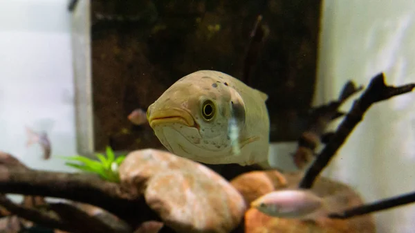 Peixe Com Olhos Penetrantes Uma Boca Estranha — Fotografia de Stock